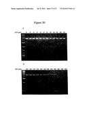 Repair of Nucleic Acids for Improved Amplification diagram and image