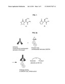 LEVETIRACETAM IMMUNOASSAYS diagram and image