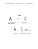 LEVETIRACETAM IMMUNOASSAYS diagram and image