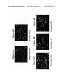 AMPHIPHILIC NUCLEOTIDE COCHLEATE COMPOSITIONS AND METHODS OF USING THE SAME diagram and image