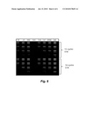 SINGLE-CELL NUCLEIC ACID ANALYSIS diagram and image