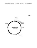 CHO CELL diagram and image