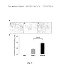 TRANSGENIC ONCOLYTIC VIRUSES AND USES THEREOF diagram and image