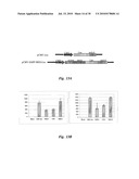 TRANSGENIC ONCOLYTIC VIRUSES AND USES THEREOF diagram and image