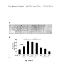 TRANSGENIC ONCOLYTIC VIRUSES AND USES THEREOF diagram and image