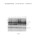 COMPOSITIONS, ARTICLES AND METHODS COMRISING TSPO LIGANDS FOR PREVENTING OR REDUCING TOBACCO-ASSOCIATED DAMAGE diagram and image