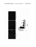 Compounds, Compositions, and Methods for the Treatment of Synucleinopathies diagram and image