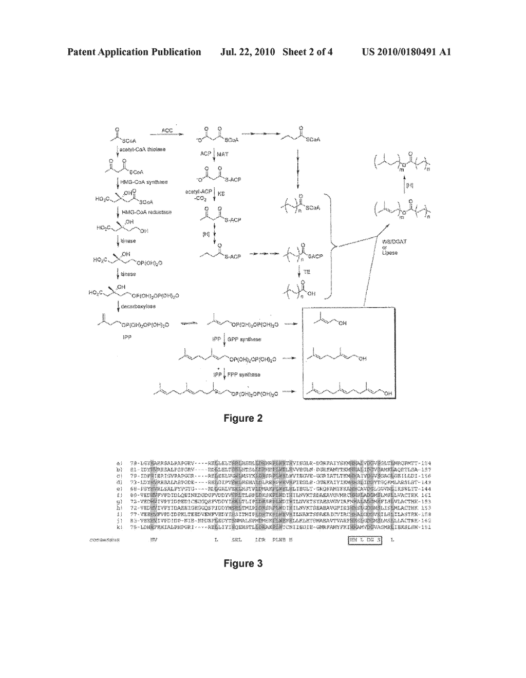 Host Cells and Methods for Producing Isoprenyl Alkanoates - diagram, schematic, and image 03