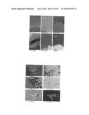 Methods for adaptive and progressive gradient-based multi-resolution color image segmentation and systems thereof diagram and image