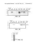 Unmarked Recombinant Intracellular Pathogen Immunogenic Compositions Expressing High Levels of Recombinant Proteins diagram and image