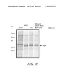 Unmarked Recombinant Intracellular Pathogen Immunogenic Compositions Expressing High Levels of Recombinant Proteins diagram and image