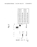 Antibody against secreted N-terminal peptide of GPC3 present in blood or C-terminal peptide of GPC3 diagram and image