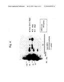 Antibody against secreted N-terminal peptide of GPC3 present in blood or C-terminal peptide of GPC3 diagram and image