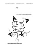 Antibody against secreted N-terminal peptide of GPC3 present in blood or C-terminal peptide of GPC3 diagram and image