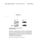 PHARMACEUTICAL OR COSMETIC COMPOSITION CONTAINING A DOUBLE STRANDED RNA OLIGONUCLEOTIDE AND ITS USE AS AN ACTIVE PHARMACEUTICAL INGREDIENT IN THE TREATMENT OF ANDROGEN RELATED DISEASES diagram and image