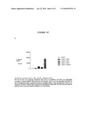 PHARMACEUTICAL OR COSMETIC COMPOSITION CONTAINING A DOUBLE STRANDED RNA OLIGONUCLEOTIDE AND ITS USE AS AN ACTIVE PHARMACEUTICAL INGREDIENT IN THE TREATMENT OF ANDROGEN RELATED DISEASES diagram and image