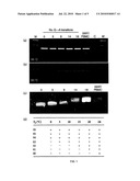 DIFFERENTIAL AMPLIFICATION OF MUTANT NUCLEIC ACIDS BY PCR IN A MIXTURE OF NUCLEIC ACIDS diagram and image