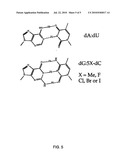 DIFFERENTIAL AMPLIFICATION OF MUTANT NUCLEIC ACIDS BY PCR IN A MIXTURE OF NUCLEIC ACIDS diagram and image