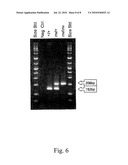 METHOD FOR SCREENING FOR A TOBIANO COAT COLOR GENOTYPE diagram and image