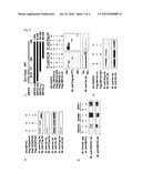 METHODS OF IDENTIFYING AGENTS THAT MODULATE METHYLATION OF VEGFR1 BY SMYD3 diagram and image