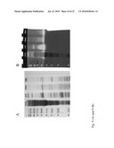 ACIDOTHERMUS CELLULOYTICUS XYLANASE diagram and image