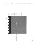 ACIDOTHERMUS CELLULOYTICUS XYLANASE diagram and image