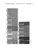 ACIDOTHERMUS CELLULOYTICUS XYLANASE diagram and image