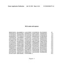 BGL6 Beta-Glucosidase and Nucleic Acids Encoding the Same diagram and image