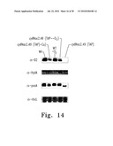 SYSTEM, METHOD, AND DEVICE FOR THE EXPRESSION OR REPRESSION OF PROTEINS diagram and image