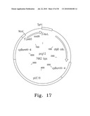 SYSTEM, METHOD, AND DEVICE FOR THE EXPRESSION OR REPRESSION OF PROTEINS diagram and image