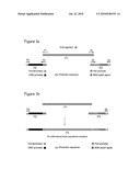 NOVEL METHOD FOR GENERATION OF RNA VIRUS diagram and image