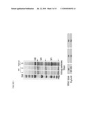 AVIAN INFLUENZA CHIMERIC VLPS diagram and image