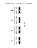 OVEREXPRESSION OF AMINOACYL-tRNA SYNTHETASES FOR EFFICIENT PRODUCTION OF ENGINEERED PROTEINS CONTAINING AMINO ACID ANALOGUES diagram and image