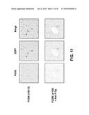 TARGETING PSEUDOTYPED RETROVIRAL VECTORS diagram and image