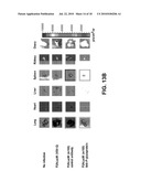 TARGETING PSEUDOTYPED RETROVIRAL VECTORS diagram and image