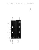 METHODS FOR PRODUCING INTERFERING RNA MOLECULES IN MAMMALIAN CELLS AND THERAPEUTIC USES FOR SUCH MOLECULES diagram and image