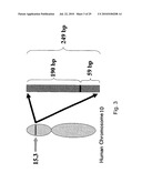 hTERT GENE EXPRESSION REGULATORY GENE diagram and image