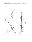 hTERT GENE EXPRESSION REGULATORY GENE diagram and image