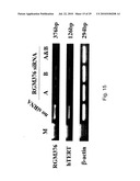 hTERT GENE EXPRESSION REGULATORY GENE diagram and image