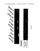 hTERT GENE EXPRESSION REGULATORY GENE diagram and image