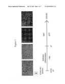 HUMAN EMBRYONIC STEM CELL DERIVED MESODERM-LIKE EPITHELIUM TRANSITIONS TO MESENCHYMAL PROGENITOR CELLS diagram and image