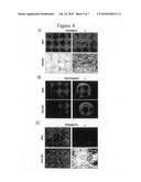 HUMAN EMBRYONIC STEM CELL DERIVED MESODERM-LIKE EPITHELIUM TRANSITIONS TO MESENCHYMAL PROGENITOR CELLS diagram and image