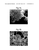 APOCRINE CELL LINE diagram and image