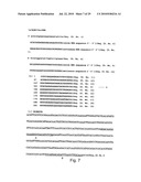 hTERT GENE EXPRESSION REGULATORY GENE diagram and image