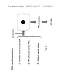 hTERT GENE EXPRESSION REGULATORY GENE diagram and image