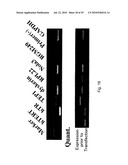 hTERT GENE EXPRESSION REGULATORY GENE diagram and image