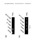 hTERT GENE EXPRESSION REGULATORY GENE diagram and image