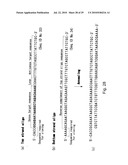 hTERT GENE EXPRESSION REGULATORY GENE diagram and image