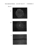 METHOD FOR ISOLATION OF CELL, SERUM-FREE CULTURE MEDIUM FOR CELL, AND METHOD FOR CULTURE OF CELL diagram and image