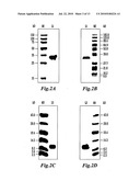 PLANT CELL WALL LOOSENING ACTIVITY OF GROUP 2/3 ALLERGENS OF GRASS POLLEN diagram and image